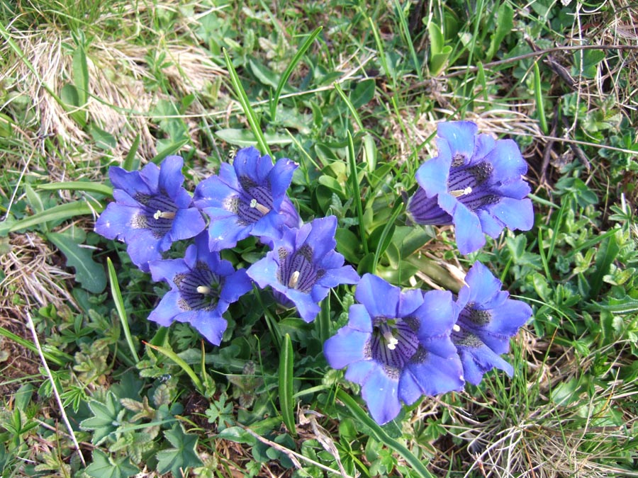 immagini/galleria natura/gentiana kochiana 020 - Rifugio Costapiana - Valle di Cadore